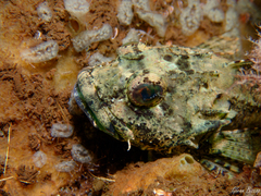 Taurulus bubalis