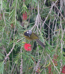 Nesoptilotis leucotis