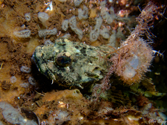 Taurulus bubalis