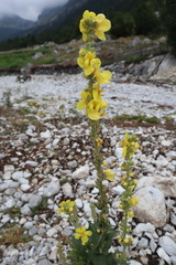 Verbascum phlomoides