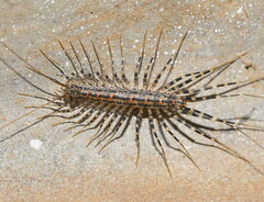 Allothereua maculata