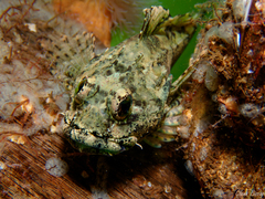 Taurulus bubalis