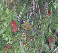 Nesoptilotis leucotis
