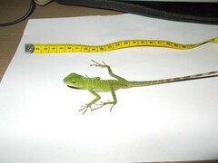 Bronchocela cristatella