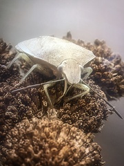 Euschistus variolarius