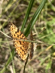 Boloria selene