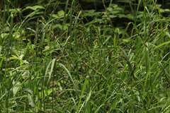 Carex shortiana