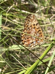 Boloria selene