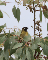Nesoptilotis leucotis
