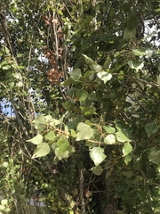 Populus tremula