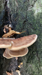 Ischnoderma resinosum