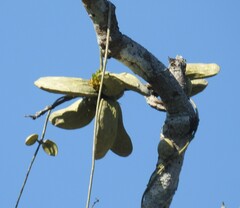 Dischidia major