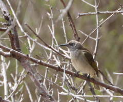 Lichmera indistincta