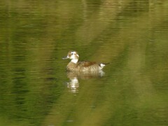 Callonetta leucophrys
