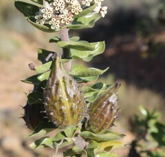 Gomphocarpus cancellatus