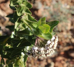 Gomphocarpus cancellatus