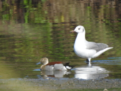 Callonetta leucophrys