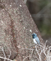 Myiagra rubecula