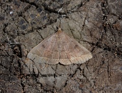 Pechipogo plumigeralis