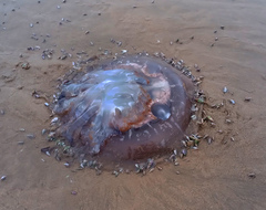 Eupilema inexpectata