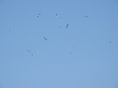 Chroicocephalus cirrocephalus