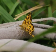 Pseudopanthera macularia