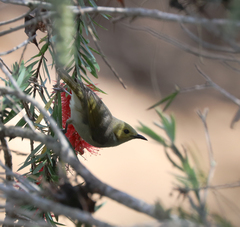 Ptilotula penicillata