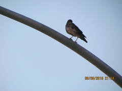 Corvus brachyrhynchos