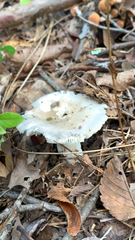 Heterophyllidia
