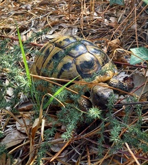 Testudo hermanni