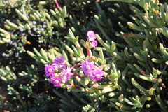 Ruschia caroli