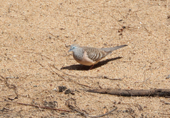 Geopelia placida