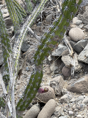 Stenocereus gummosus