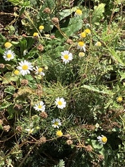 Matricaria