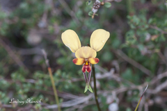 Diuris brachyscapa