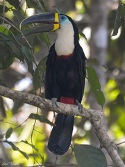 Ramphastos vitellinus pintoi