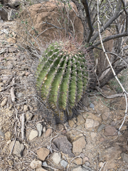 Ferocactus peninsulae