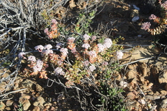 Crassula rupestris rupestris