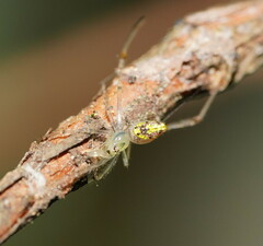 Thwaitesia nigronodosa