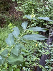 Chelone glabra