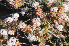 Crassula rupestris rupestris