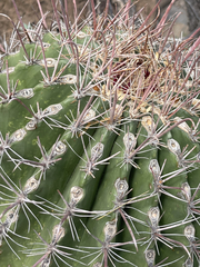 Ferocactus peninsulae