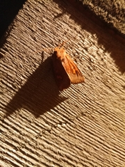 Noctuinae