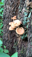 Physalacriaceae