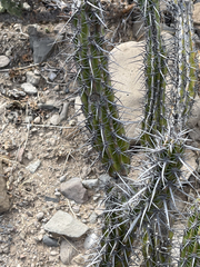 Stenocereus gummosus