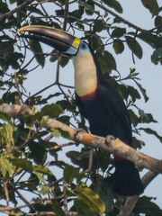 Ramphastos tucanus