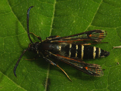 Bembecia ichneumoniformis