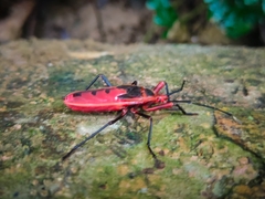 Macrocheraia grandis