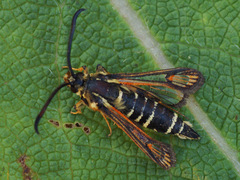 Bembecia ichneumoniformis