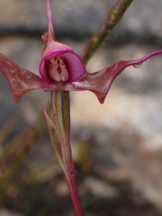 Disperis capensis capensis